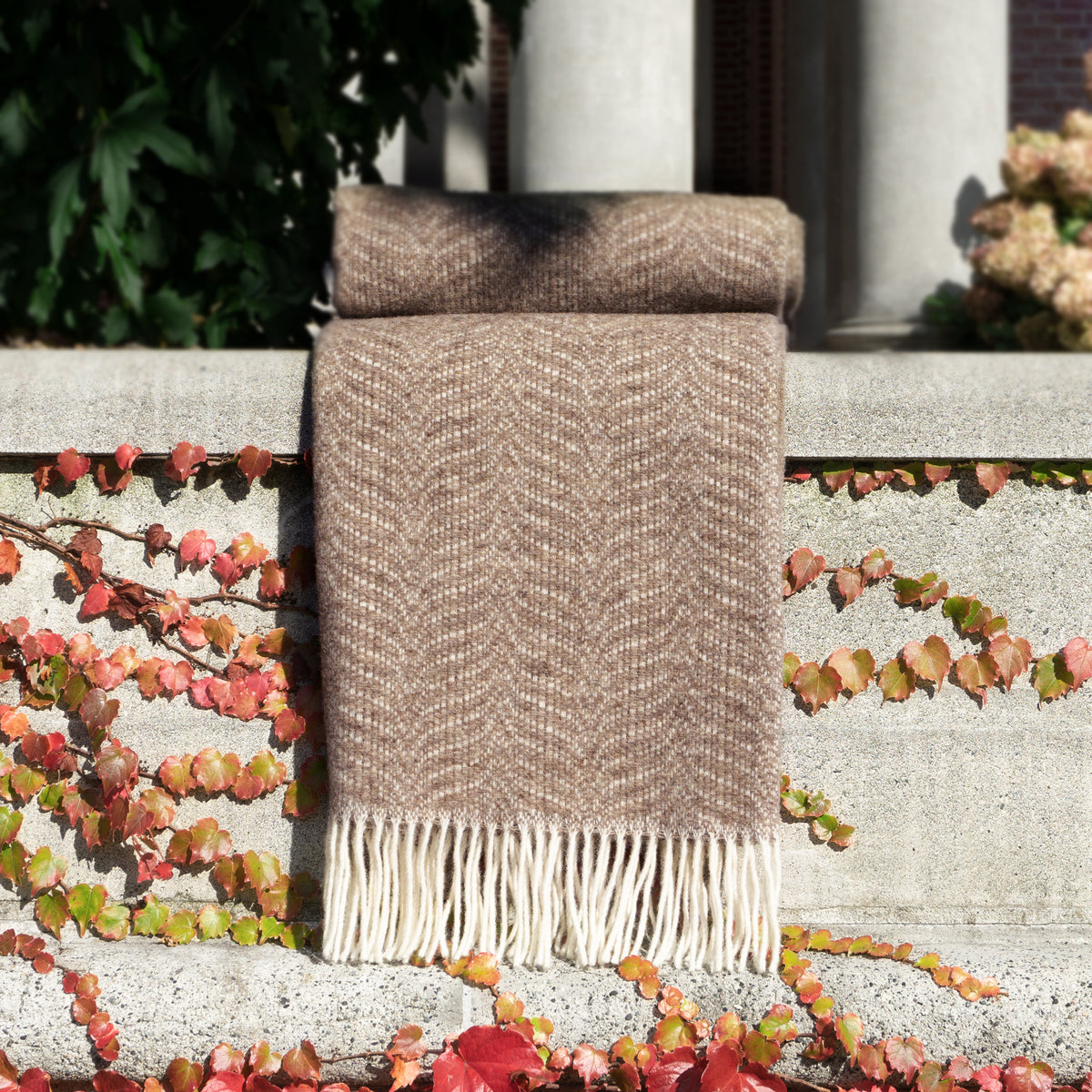Explore Our Zola Throw Latte St. Genève Collection to Get the Look You Want  and not break the bank!